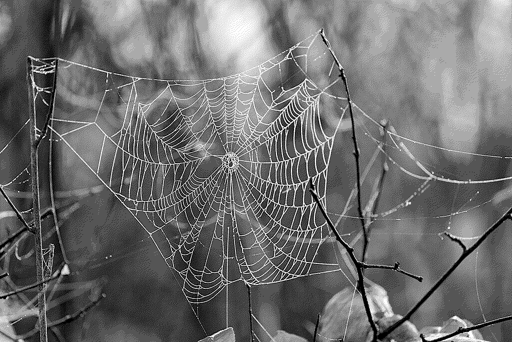 Welcome Back Weird Web October